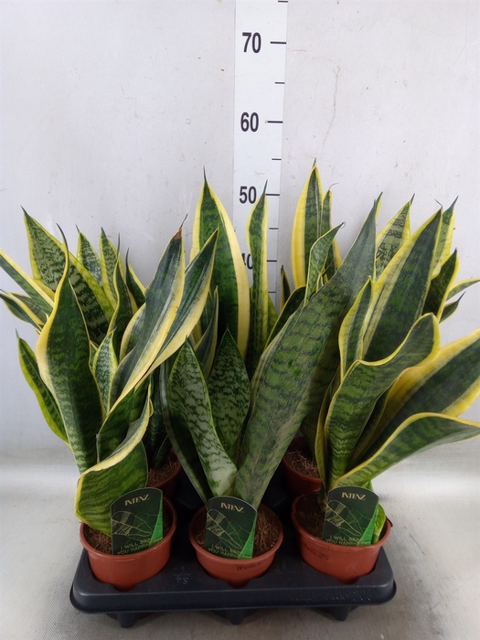 <h4>Sansevieria trifa. 'Futura Superba'</h4>