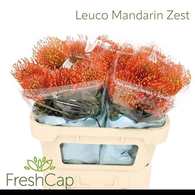 <h4>LEUCO AYOBA MAN ZEST</h4>