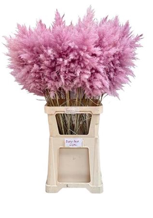 <h4>Cortaderia Super Paars</h4>