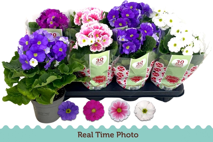 <h4>PRIM OB TM GEM</h4>