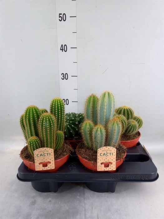 <h4>Cactus   ...mix</h4>