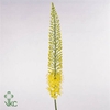 EREMURUS LUCIA-RO