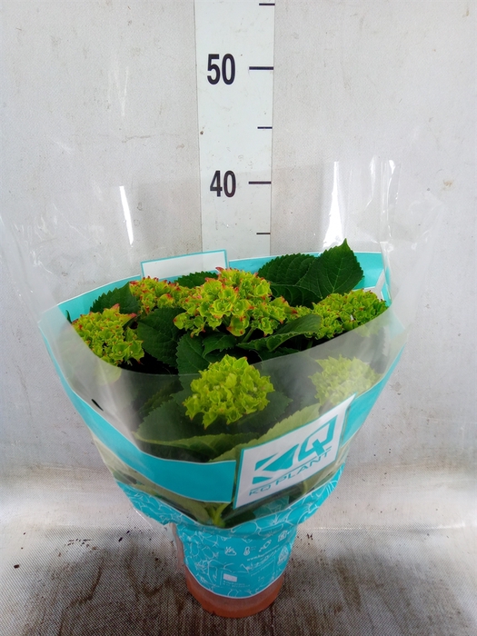 <h4>Hydrangea mac. 'Hi Fire'</h4>