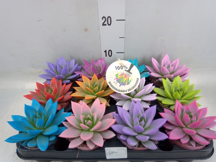 <h4>Echeveria  'Miranda'</h4>