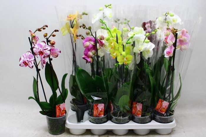 <h4>PHAL GEM 7 KL</h4>