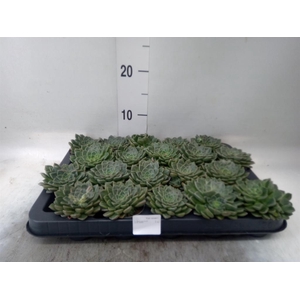 Graptopetalum tacitus