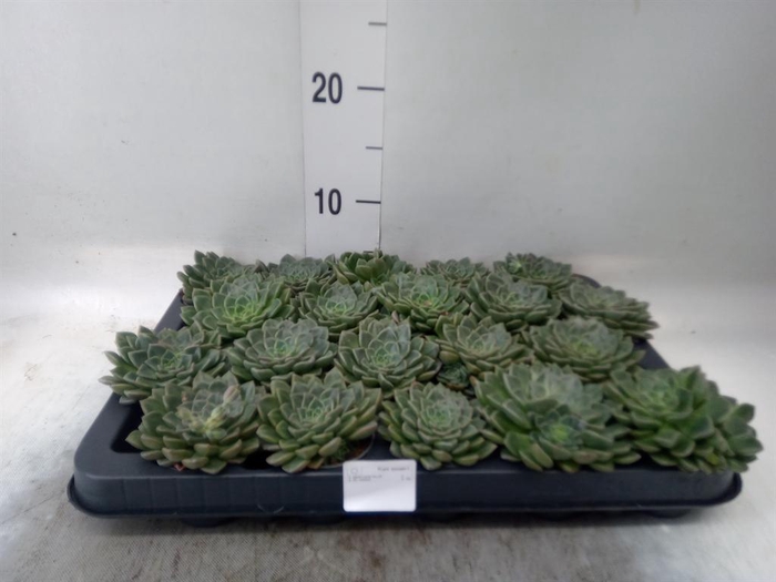 <h4>Graptopetalum tacitus</h4>