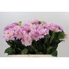 Dahlia Sweet Nathalie