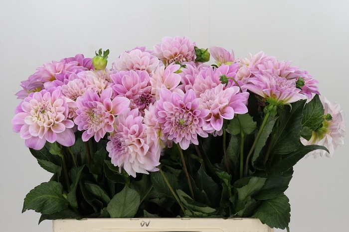 <h4>Dahlia Sweet Nathalie</h4>