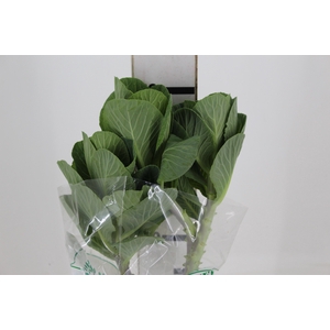 BRASSICA OLERACEA CRANE WHITE 050 CM
