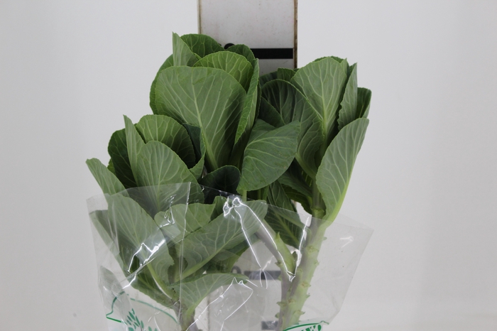 <h4>BRASSICA OLERACEA CRANE WHITE 050 CM</h4>