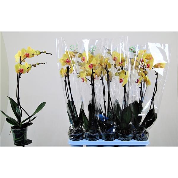 <h4>Goldion 2 tak</h4>