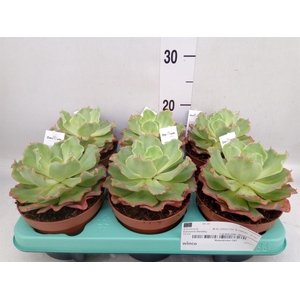 Echeveria   ...