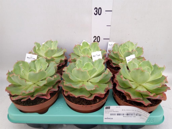 <h4>Echeveria   ...</h4>