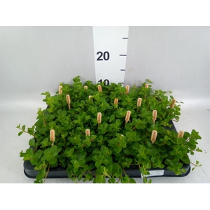 Peperomia rotundifolia