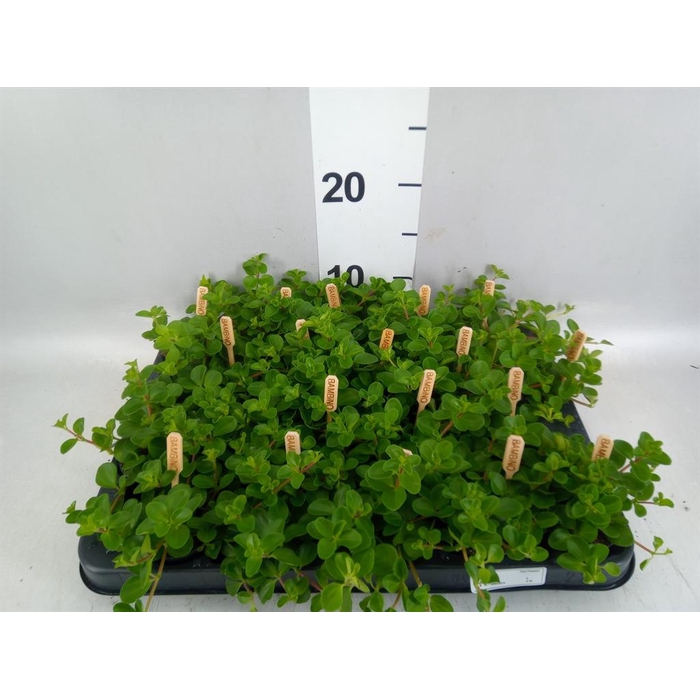 <h4>Peperomia rotundifolia</h4>