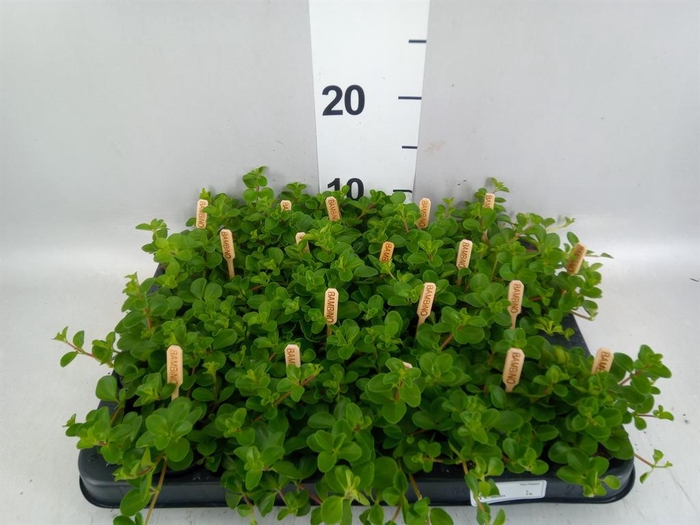 Peperomia rotundifolia