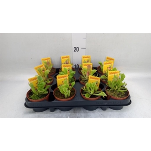 Vleesetende planten