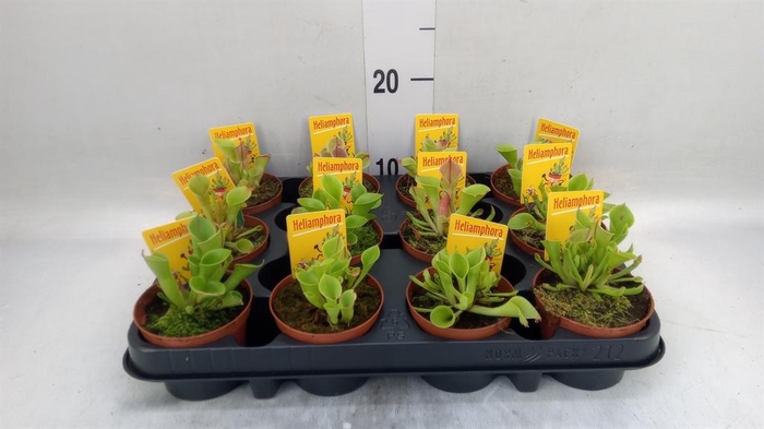 <h4>Vleesetende planten</h4>