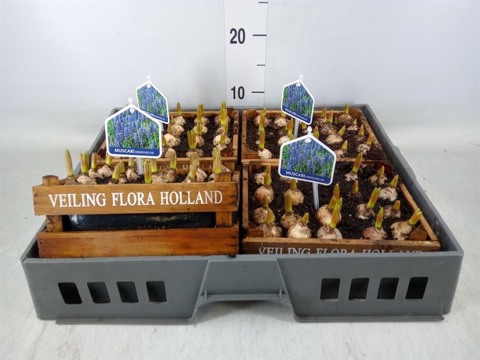 <h4>Arr.  Muscari L%</h4>