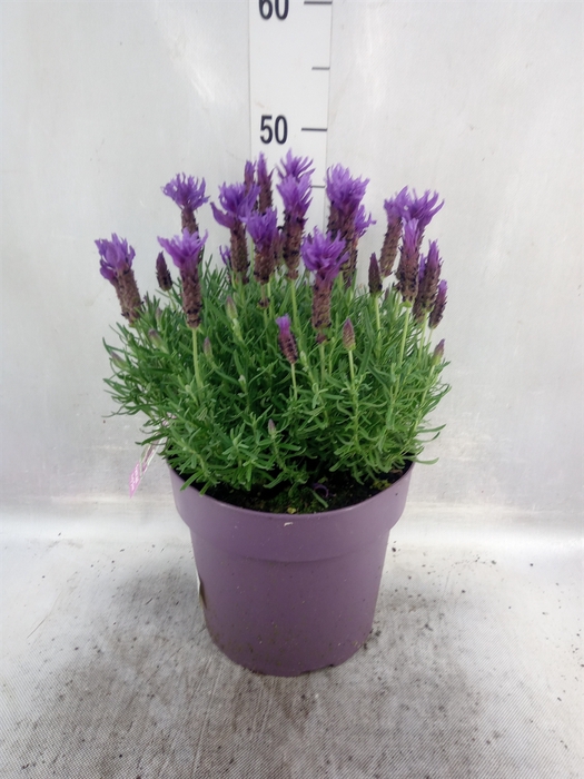 <h4>Lavandula stoec. 'Fant Purpl Flame'</h4>