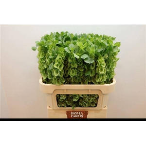 MOLUCCELLA STUK