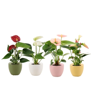 Anthurium 6 cm 4 color mix in Ufo ceramics