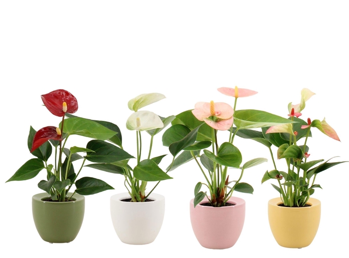 Anthurium 6 cm 4 color mix in Ufo ceramics