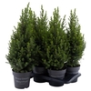 arr8 Picea Gl Magnifique