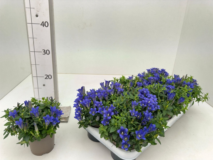 <h4>Gentiana  'Luis Blue'</h4>