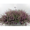 Calluna vulg. 'Eckart Miessner'