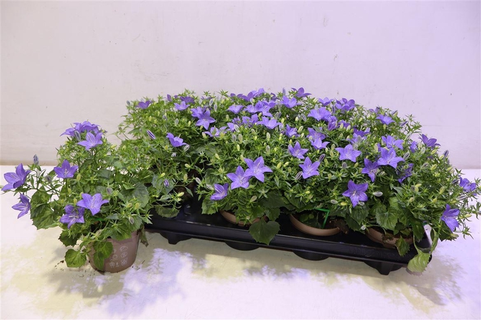 <h4>Camp Is Napoli</h4>