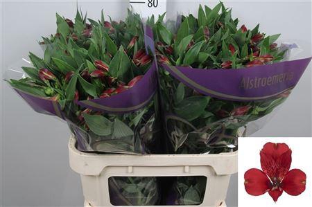 <h4>Alstr Lambada</h4>