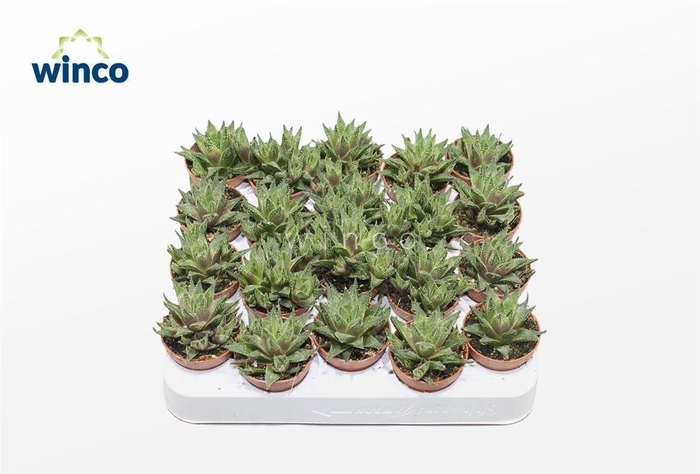 <h4>Haworthia Reticulata</h4>