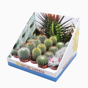 Cactus Gemengd Bol Showdoos