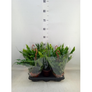 Microsorum diversifolium