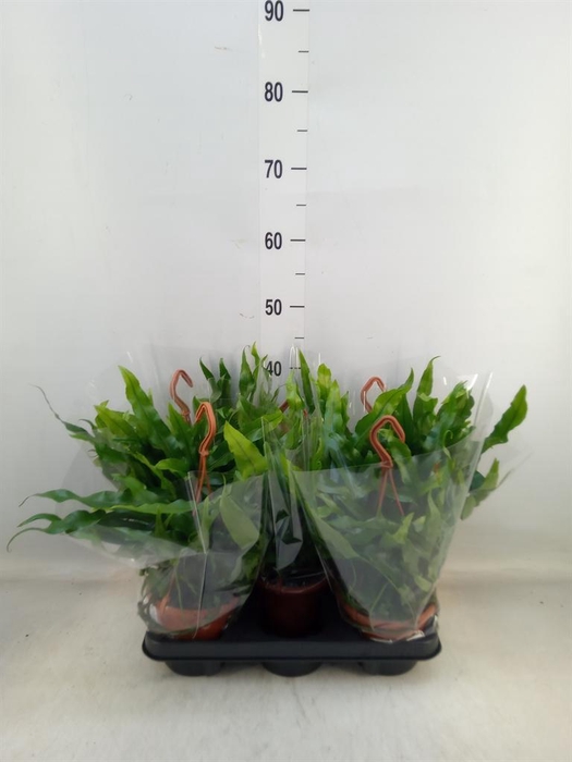 <h4>Microsorum diversifolium</h4>