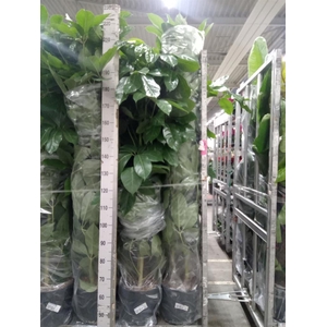 Schefflera actin. 'Amate'