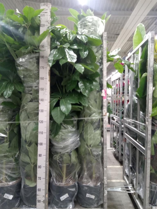 <h4>Schefflera actin. 'Amate'</h4>