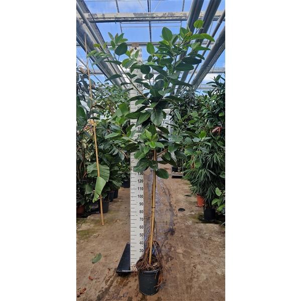<h4>Ficus Altissima gedraaide stam 300</h4>