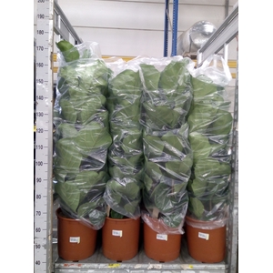 Ficus lyrata