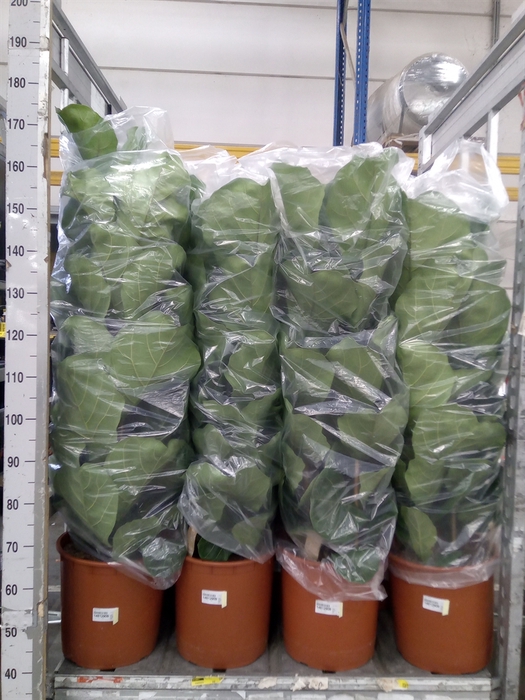 <h4>Ficus lyrata</h4>