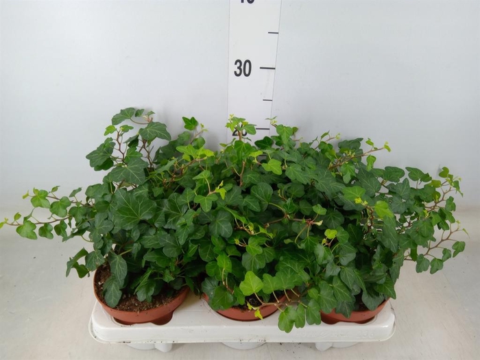 <h4>Hedera helix 'Wonder'</h4>