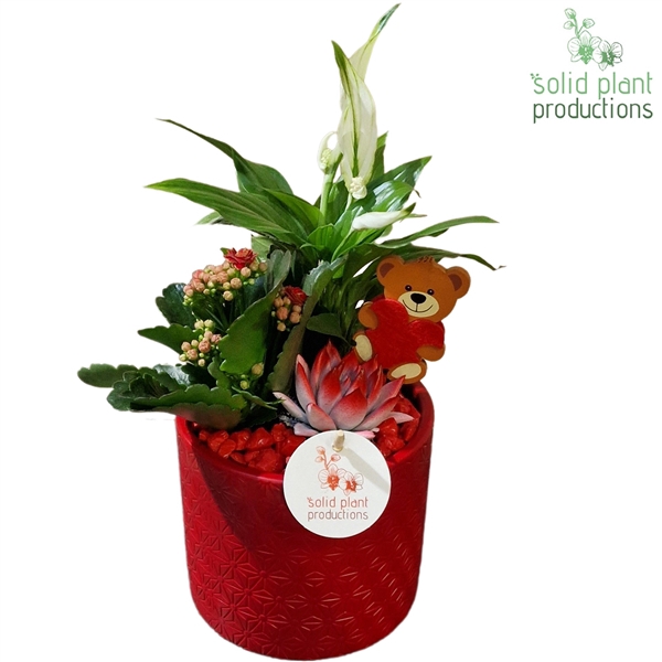 <h4>SE001 Amy Red VM</h4>