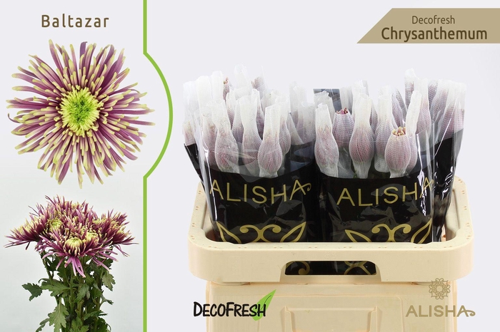 <h4>CHR G Baltazar</h4>