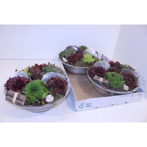 ARR SEMPERVIVUM