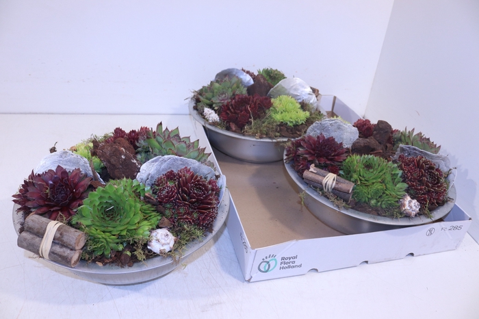 <h4>ARR SEMPERVIVUM</h4>