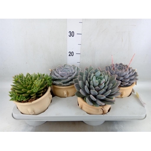 Echeveria   ...mix