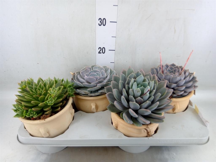 <h4>Echeveria ...mix</h4>