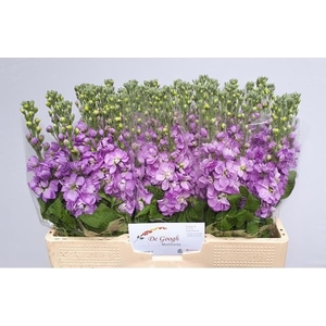 MATTHIOLA INCANA 'MATHILDA LAVENDE'